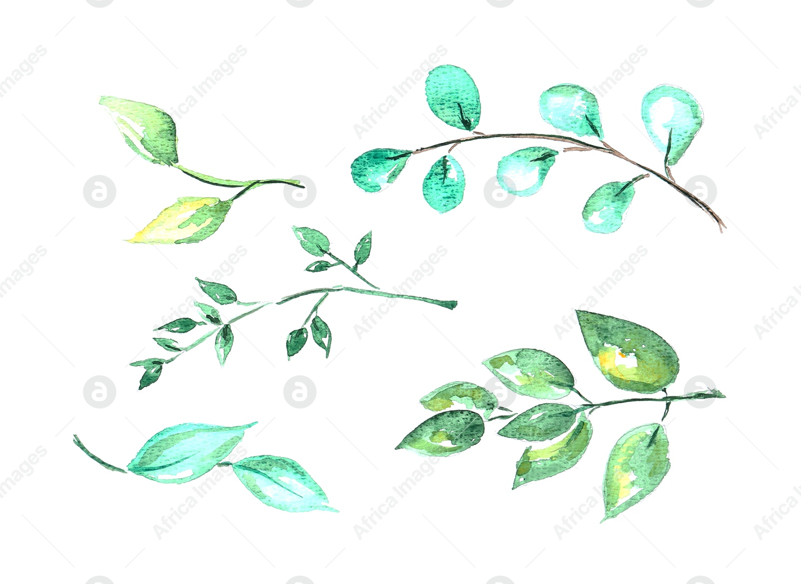 Photo of Watercolor painting of different branches with green leaves isolated on white, top view