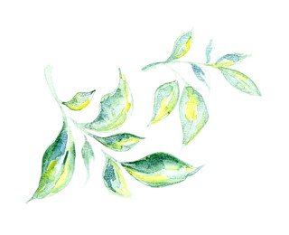 Photo of Watercolor painting of green leaves isolated on white, top view