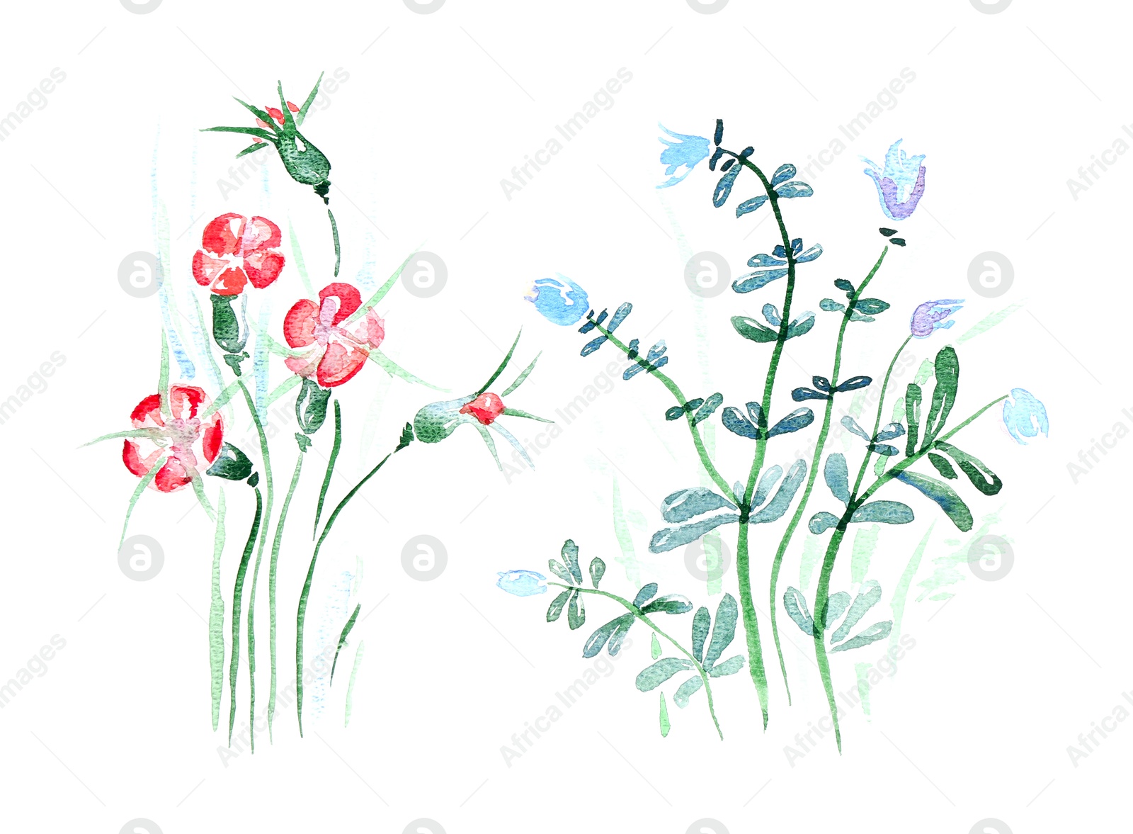 Photo of Watercolor painting of beautiful flowers isolated on white, top view