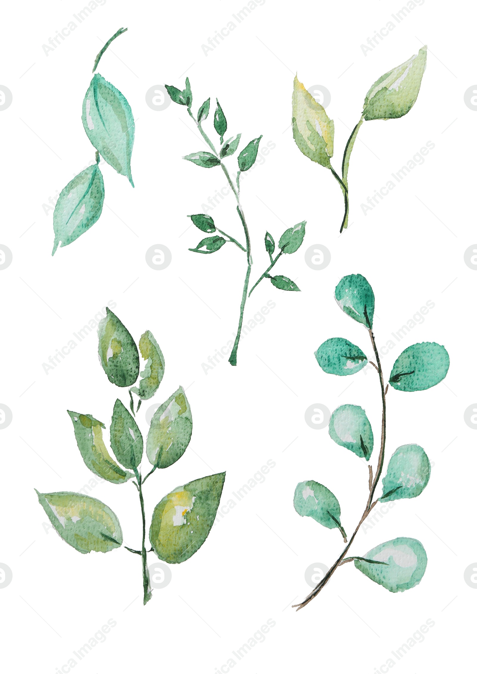 Photo of Watercolor painting of different branches with green leaves isolated on white, top view