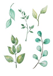 Photo of Watercolor painting of different branches with green leaves isolated on white, top view