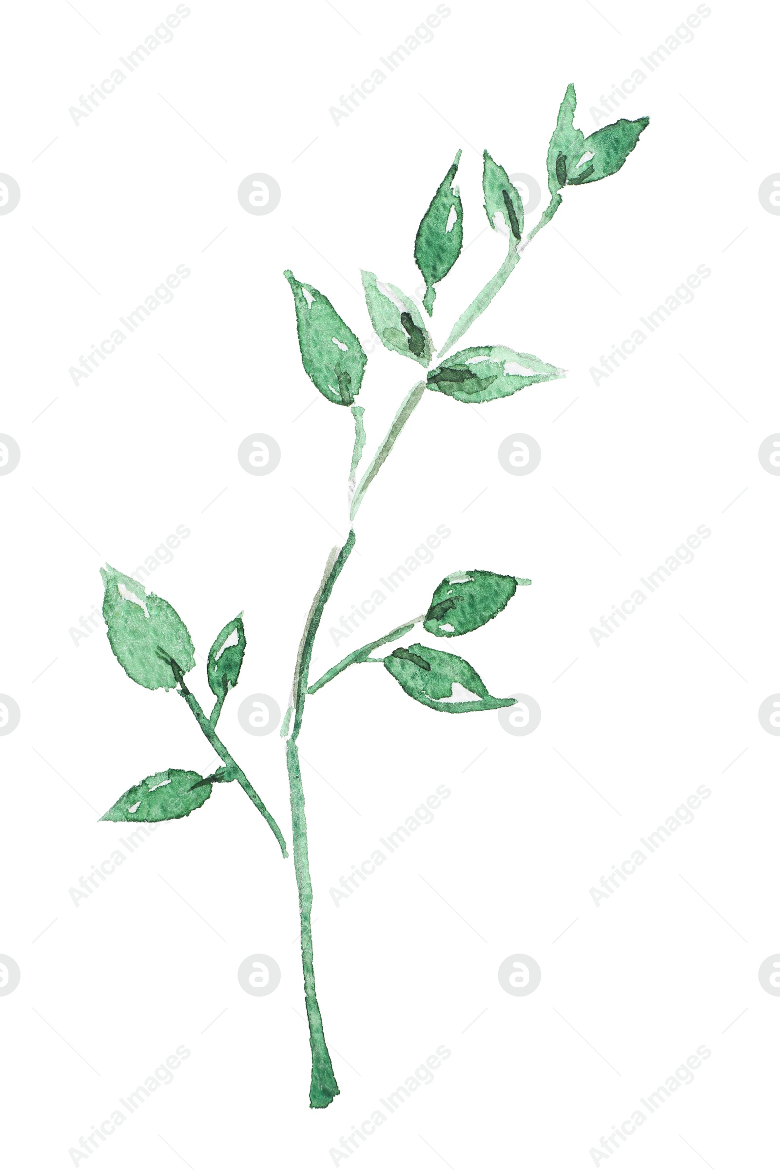 Photo of Watercolor painting of branch with green leaves isolated on white, top view