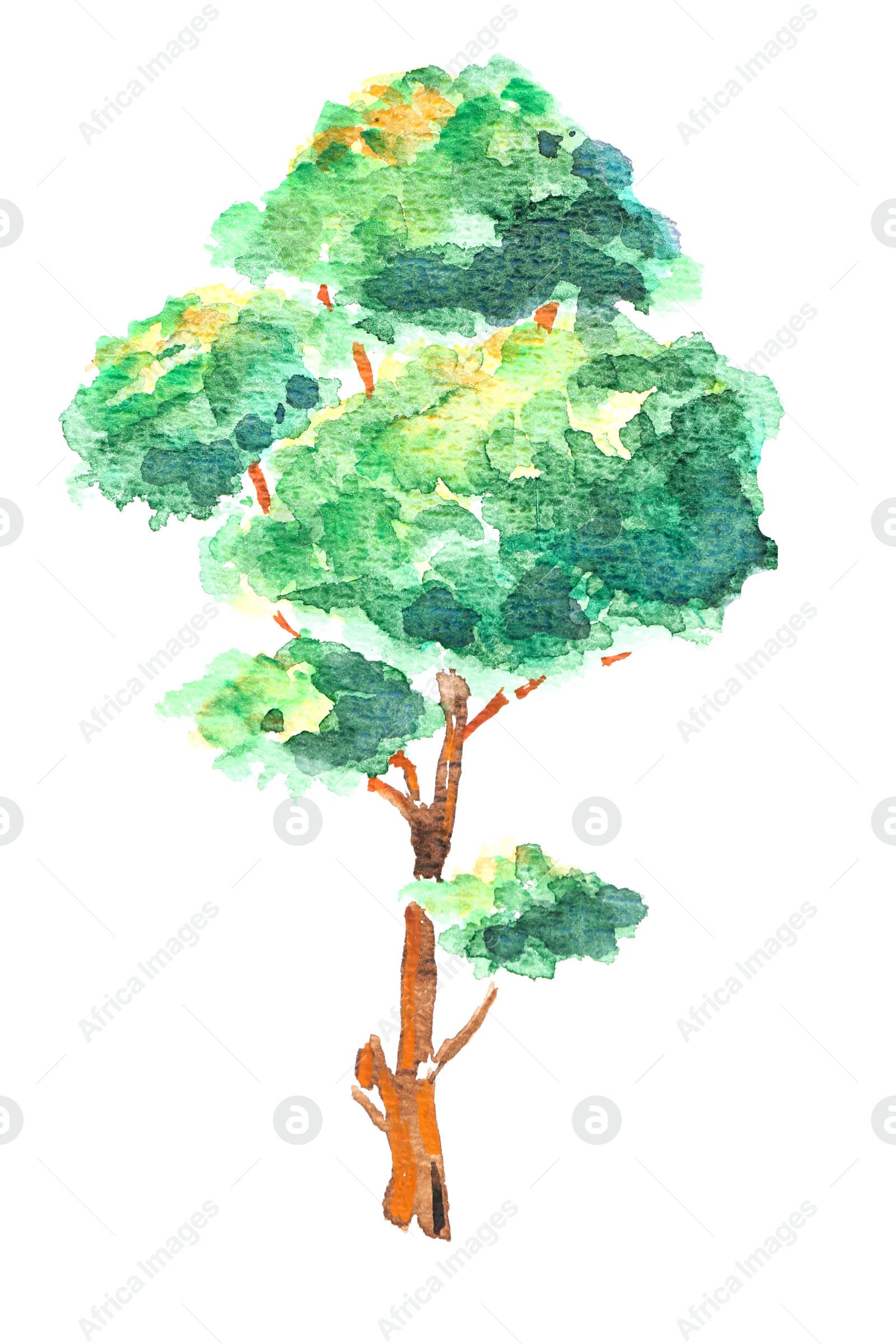 Watercolor painting of green tree isolated on white, top view Photo of Watercolor painting of green tree isolated on white, top view