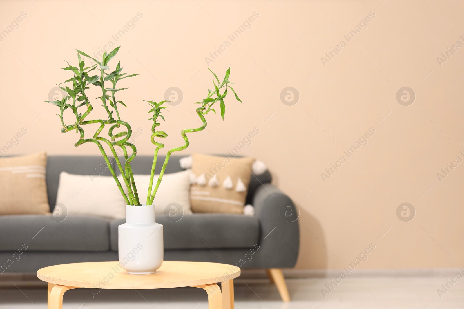 Photo of Decorative bamboo plant in vase on table indoors. Space for text