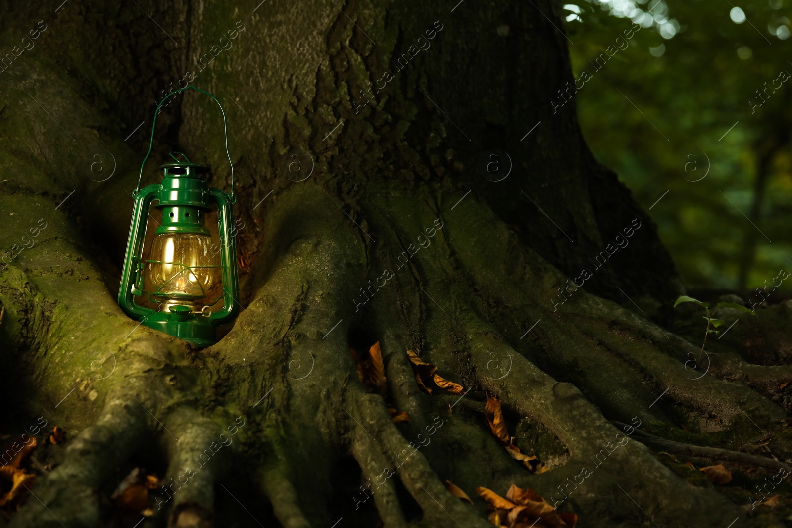 Photo of Vintage kerosene lamp near tree in forest at evening, space for text