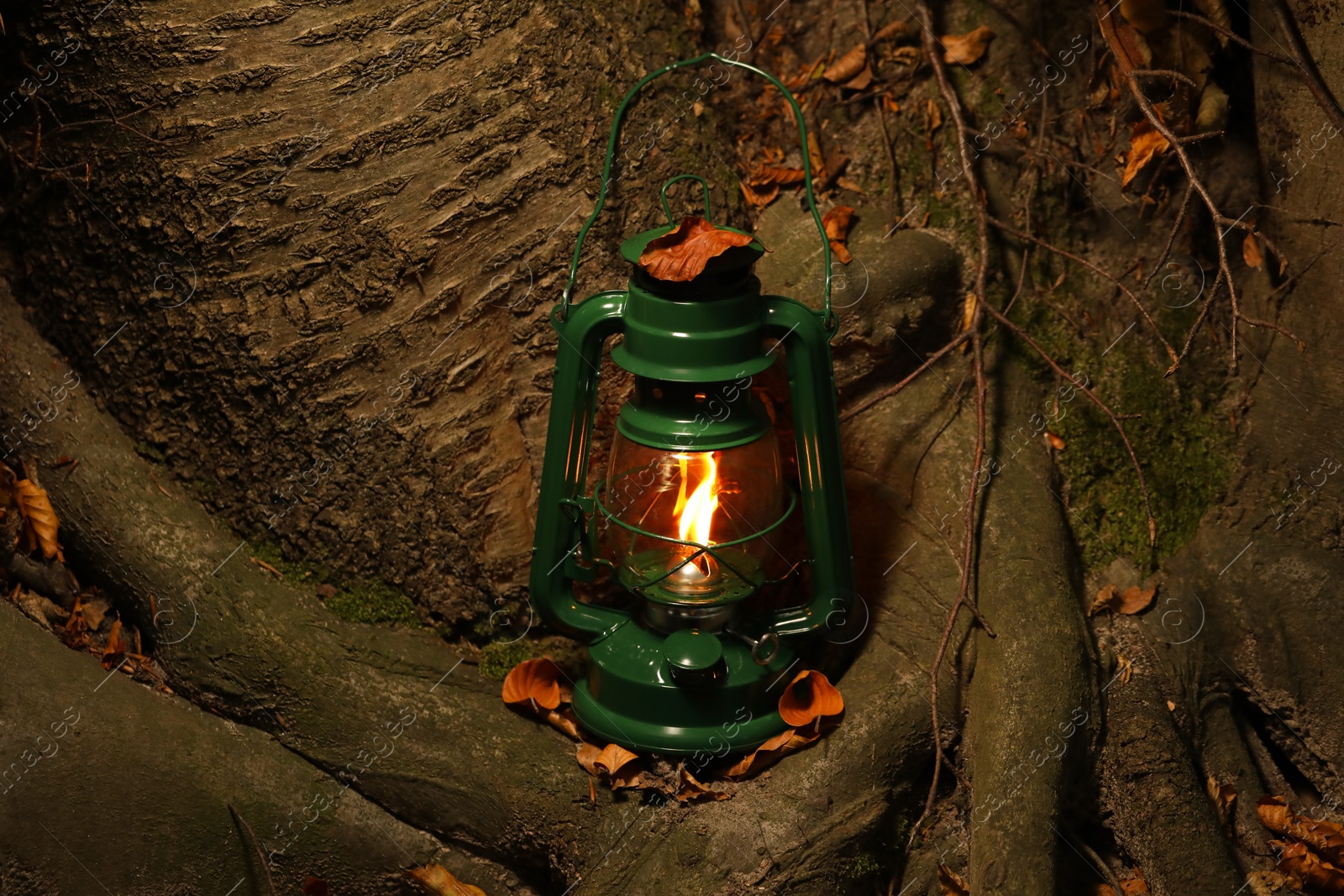 Photo of Vintage kerosene lamp near tree in forest at evening, space for text