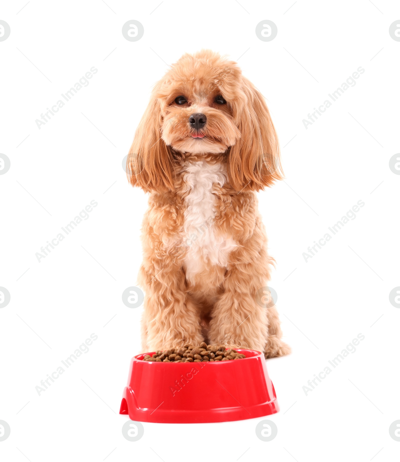 Photo of Feeding bowl with dry pet food and cute dog on white background