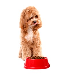 Photo of Feeding bowl with dry pet food and cute dog on white background