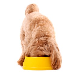 Photo of Cute dog eating pet food from feeding bowl on white background