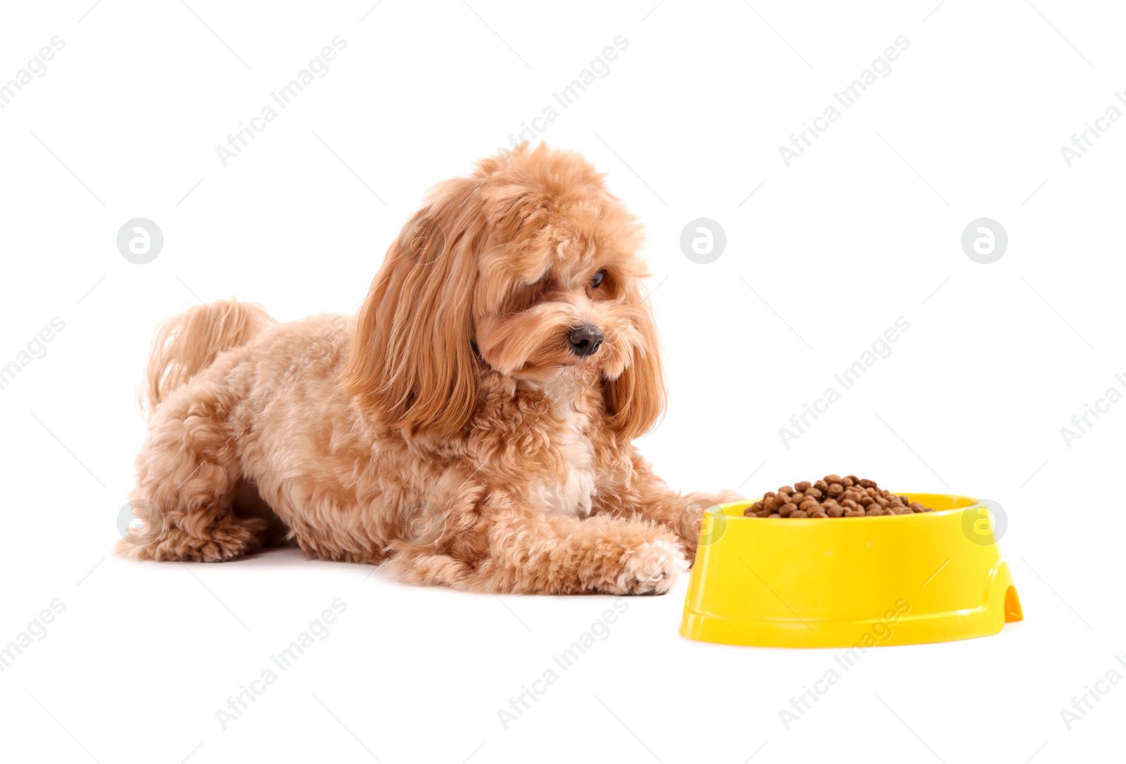 Photo of Feeding bowl with dry pet food and cute dog on white background