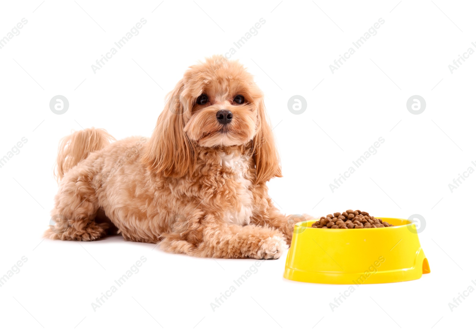 Photo of Feeding bowl with dry pet food and cute dog on white background