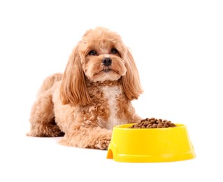 Photo of Feeding bowl with dry pet food and cute dog on white background