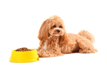 Photo of Feeding bowl with dry pet food and cute dog on white background