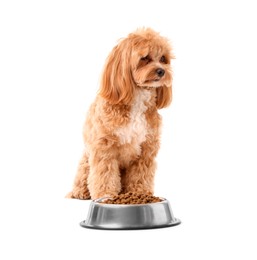 Photo of Feeding bowl with dry pet food and cute dog on white background