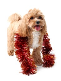 Photo of Cute dog with red tinsel on white background