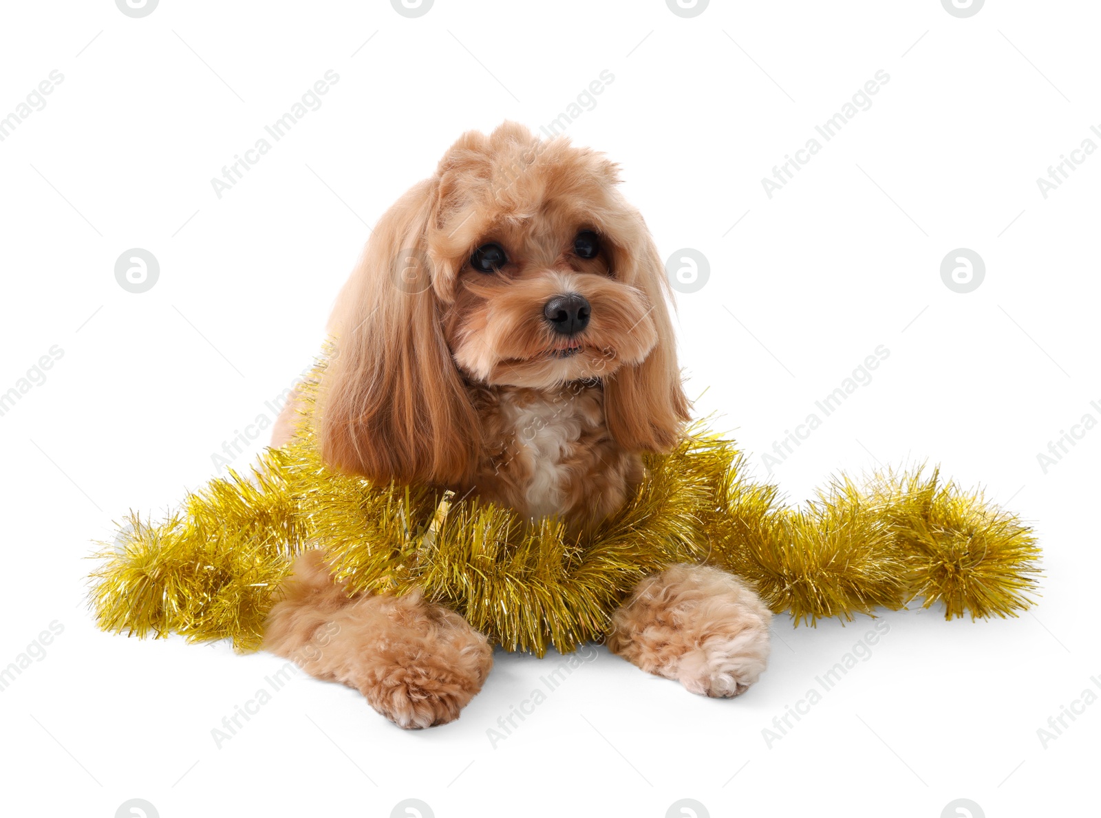 Photo of Cute dog with shiny tinsel on white background