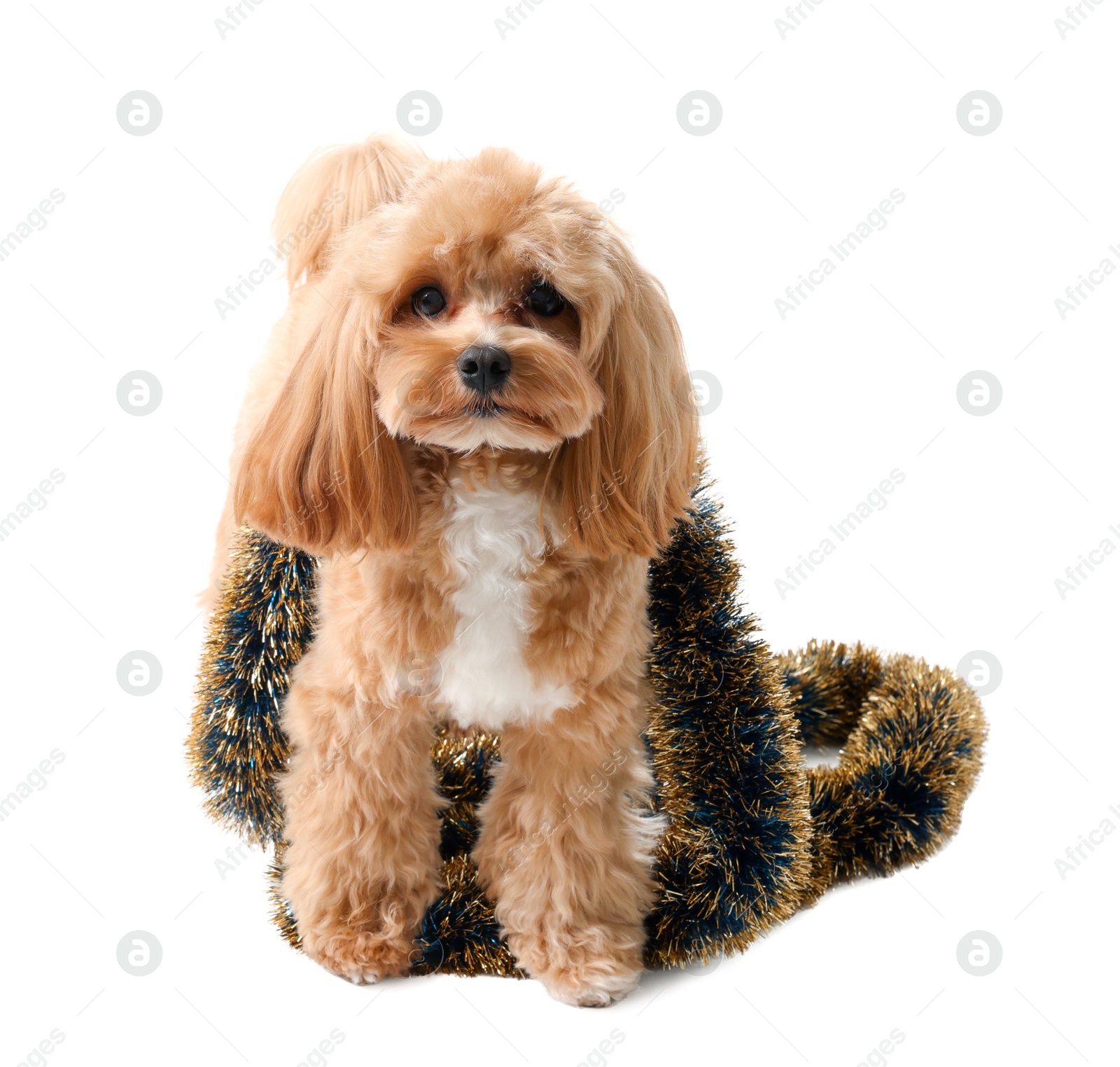 Photo of Cute dog with shiny tinsel on white background