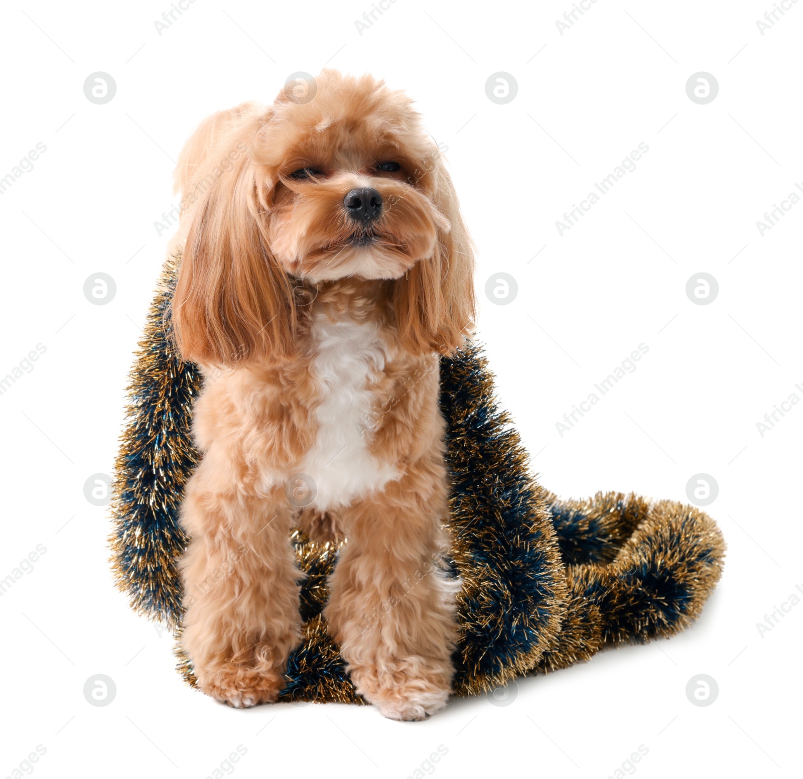 Photo of Cute dog with shiny tinsel on white background