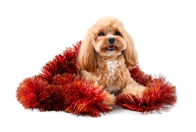 Photo of Cute dog with shiny tinsel on white background