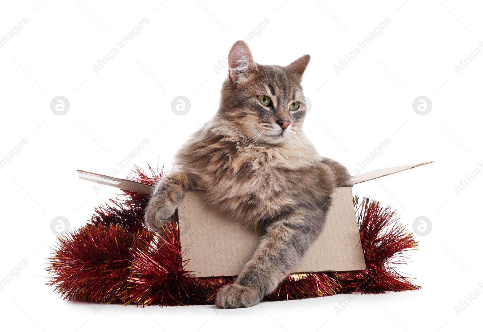 Photo of Cute cat in cardboard box and red Christmas tinsel isolated on white