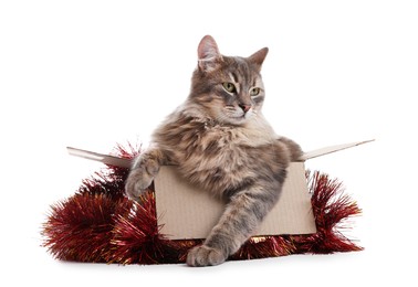 Photo of Cute cat in cardboard box and red Christmas tinsel isolated on white