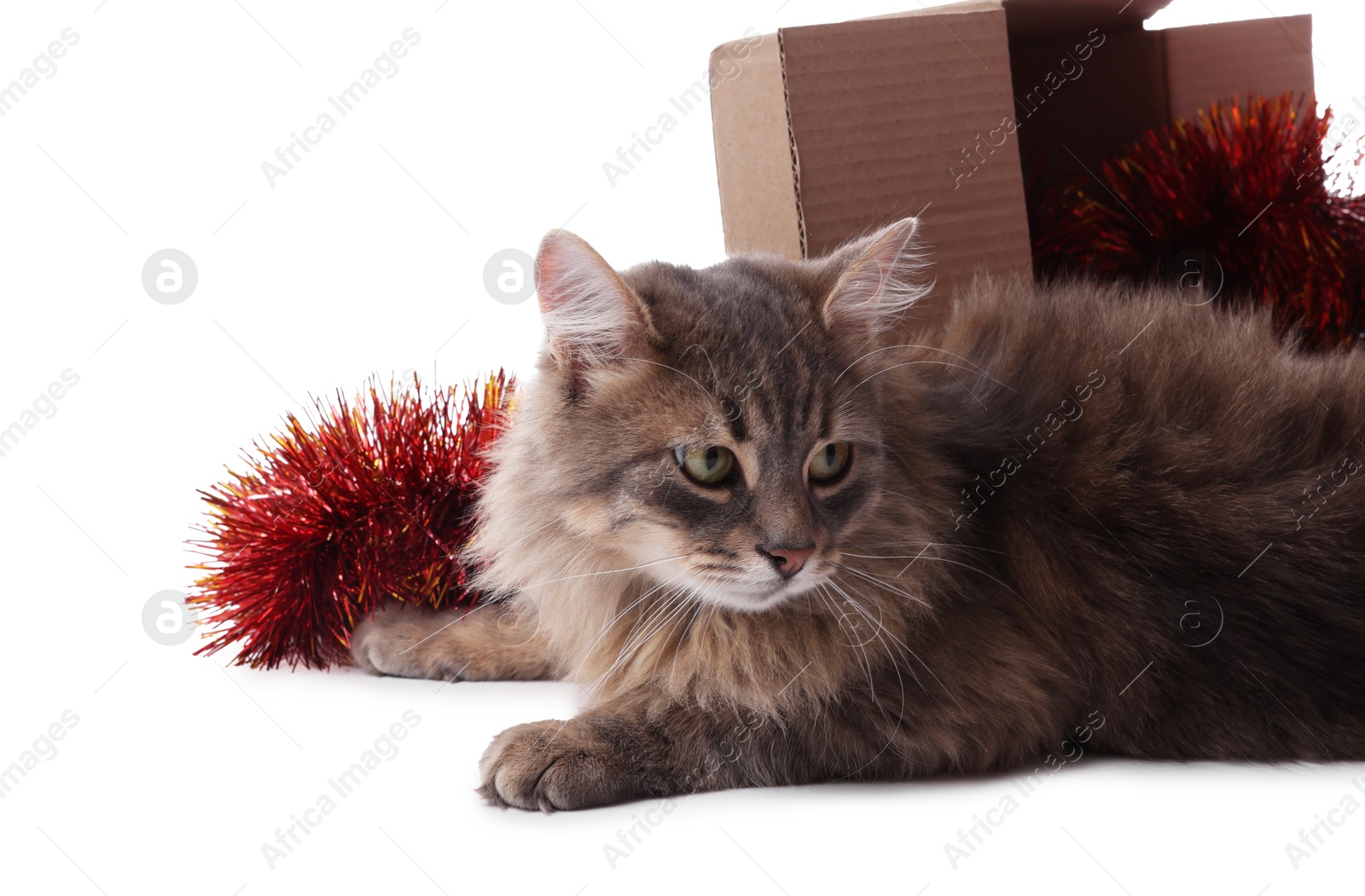 Photo of Cute cat near cardboard box and red Christmas tinsel isolated on white