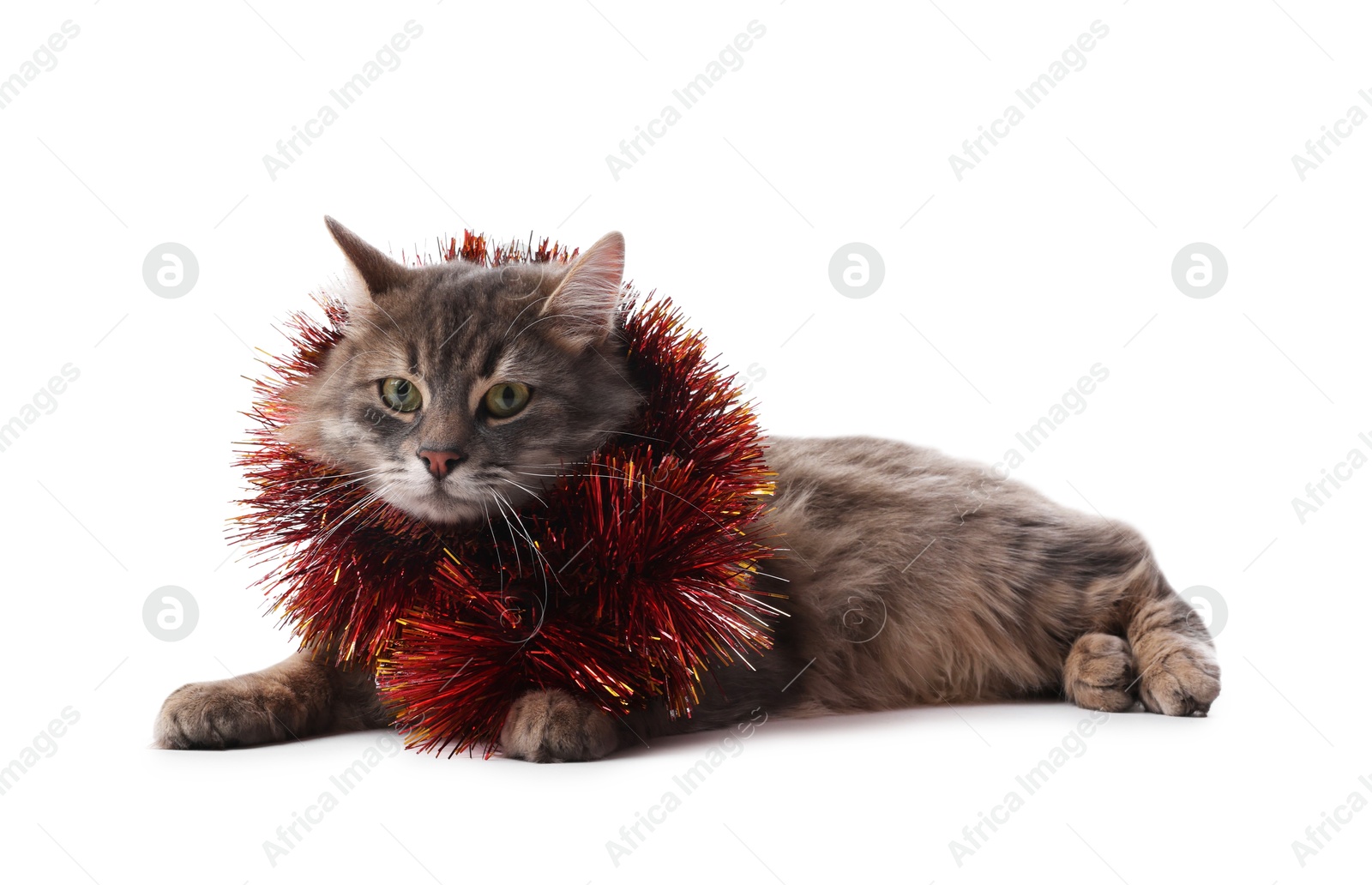 Photo of Cute cat with red Christmas tinsel isolated on white