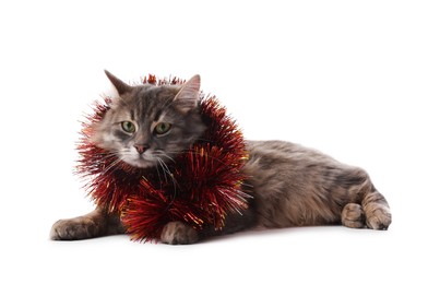 Photo of Cute cat with red Christmas tinsel isolated on white