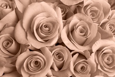 Image of Beautiful roses, toned in mocha mousse shade. Color of 2025 year