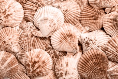 Image of Seashells in shade of mocha mousse, top view. Color of 2025 year