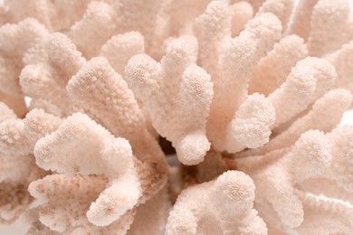 Image of Coral in shade of mocha mousse, closeup view. Color of 2025 year