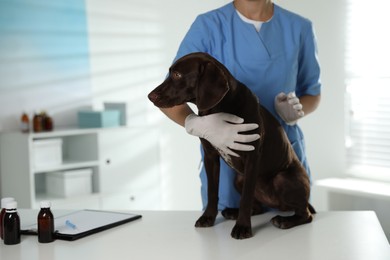 Photo of Professional veterinarian examining dog in clinic, closeup