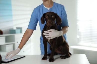 Photo of Professional veterinarian examining dog in clinic, closeup