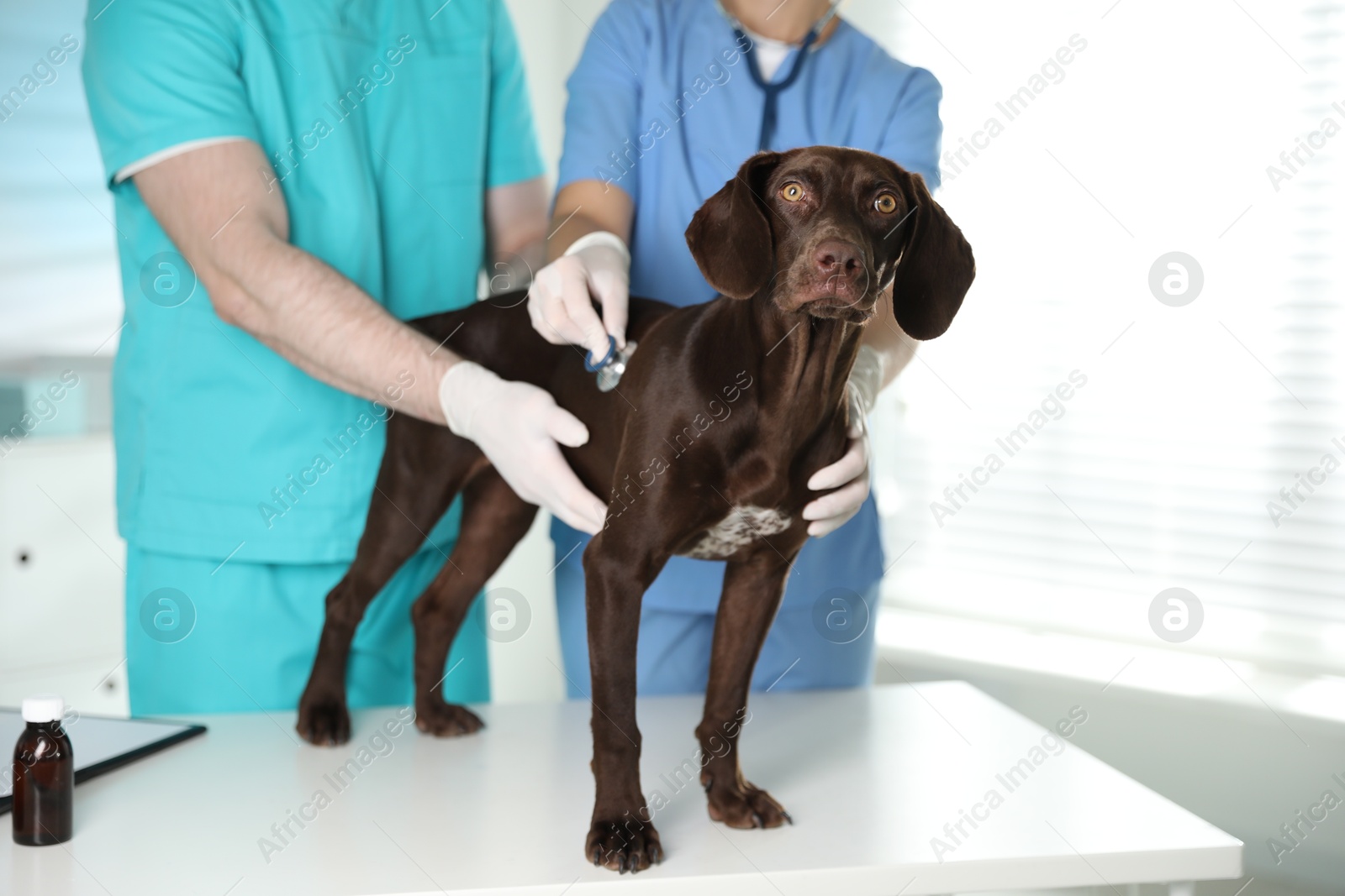 Photo of Professional veterinarians examining dog in clinic, closeup