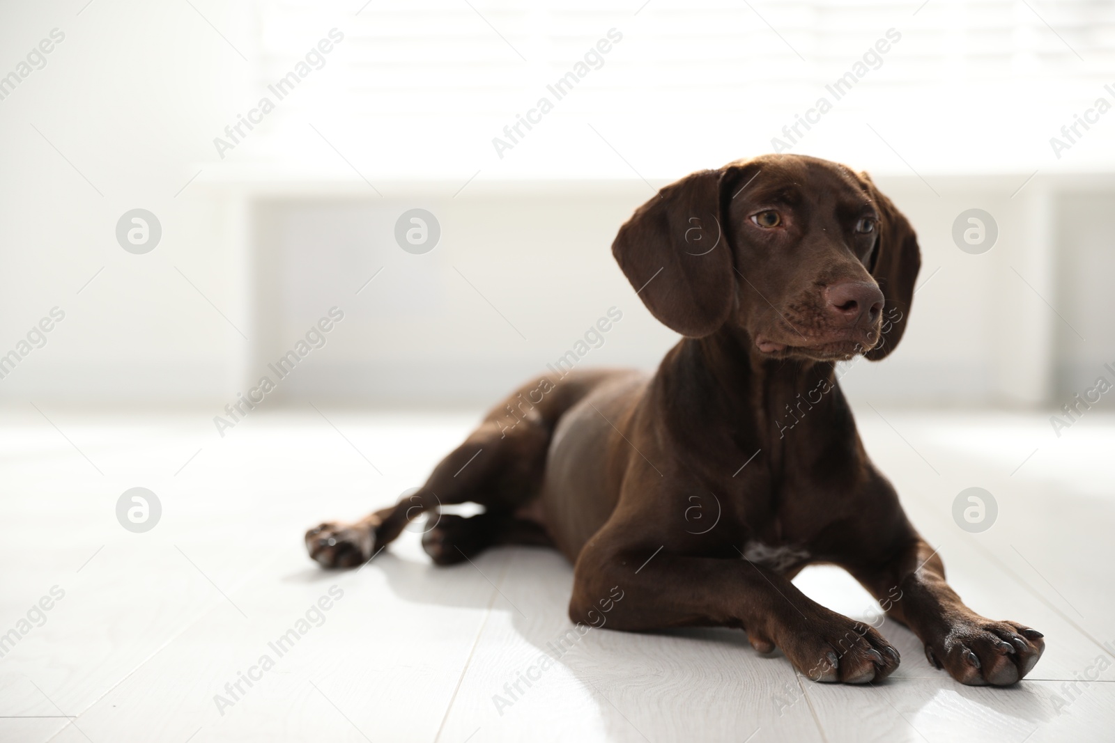 Photo of Beautiful brown German Shorthaired Pointer on floor indoors