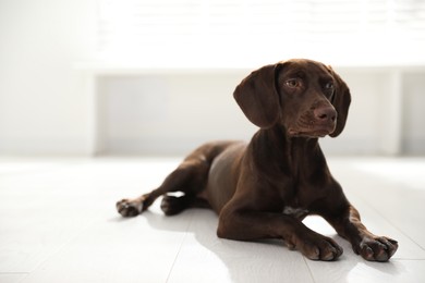 Photo of Beautiful brown German Shorthaired Pointer on floor indoors