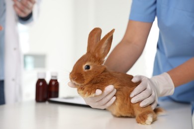 Photo of Professional veterinarian examining bunny in clinic, closeup