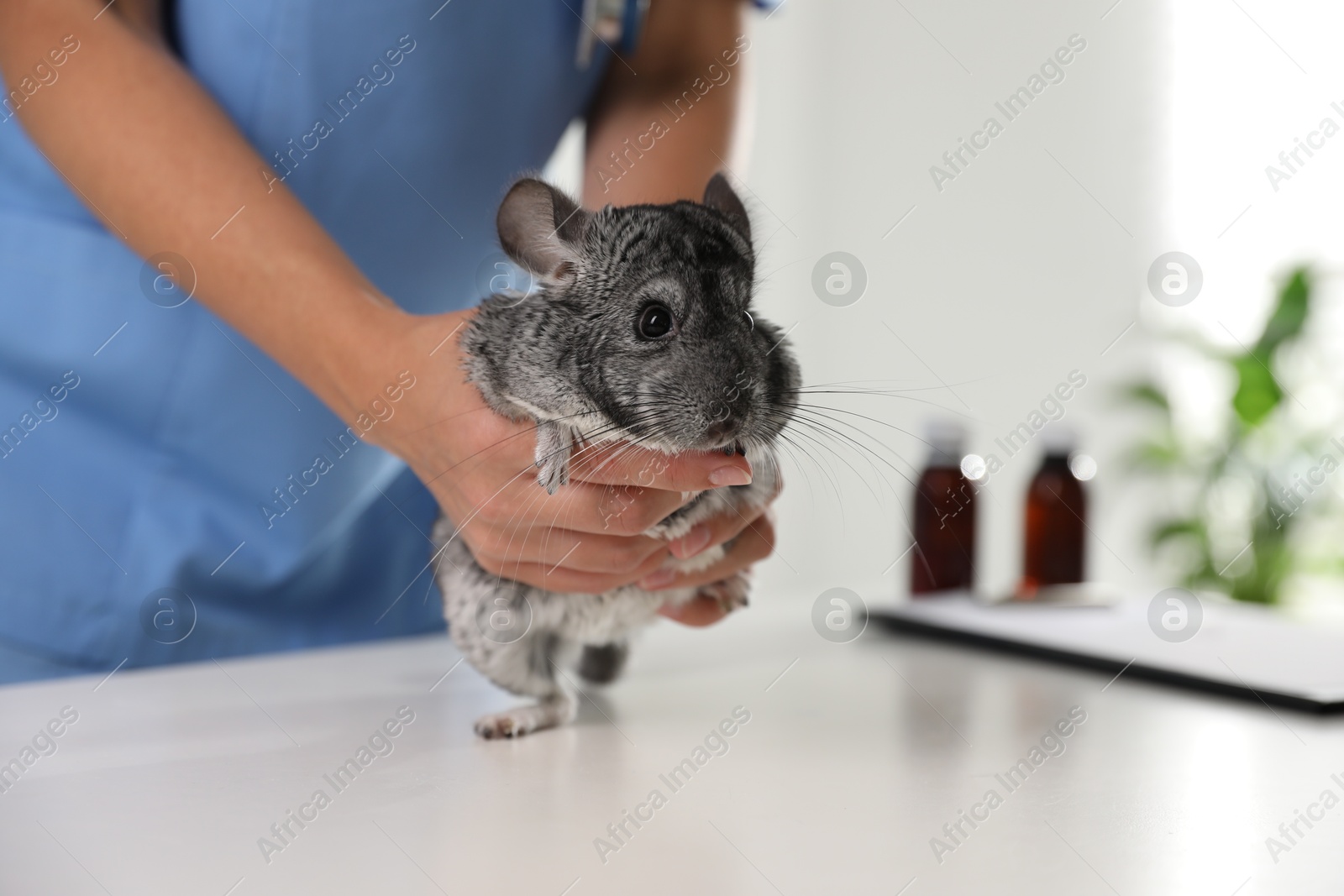 Photo of Professional veterinarian examining chinchilla in clinic, closeup