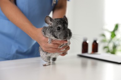 Photo of Professional veterinarian examining chinchilla in clinic, closeup