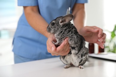 Photo of Professional veterinarian examining chinchilla in clinic, closeup