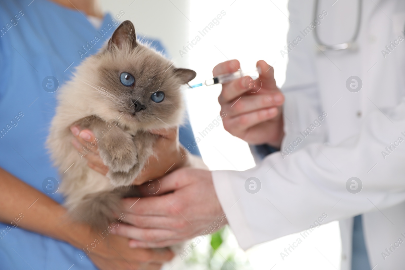 Photo of Professional veterinarians vaccinating cat in clinic, closeup