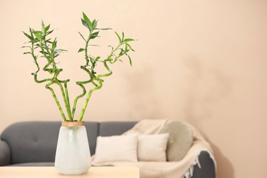 Photo of Decorative bamboo plant in vase on table indoors. Space for text