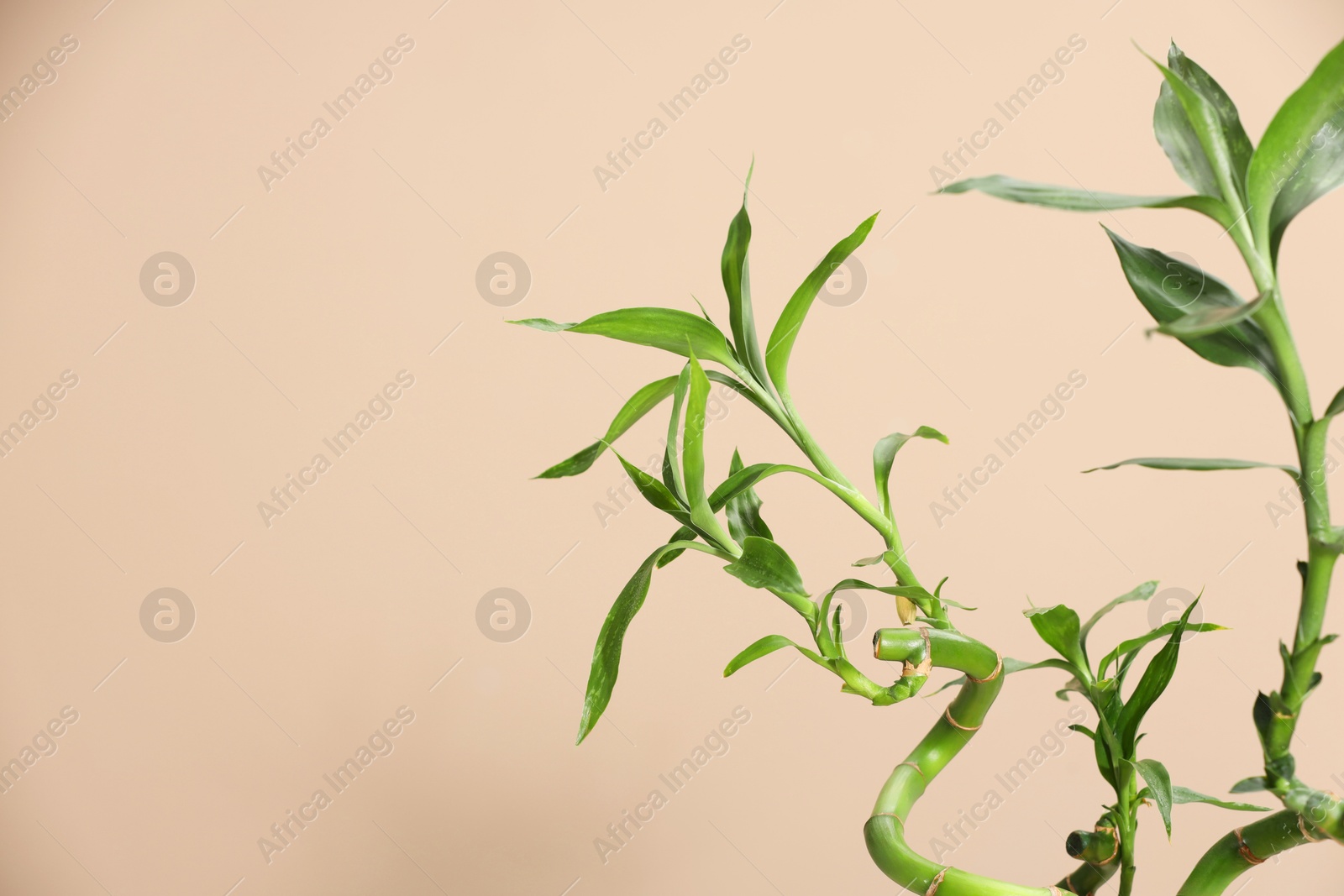 Photo of Decorative bamboo plant on beige background, closeup