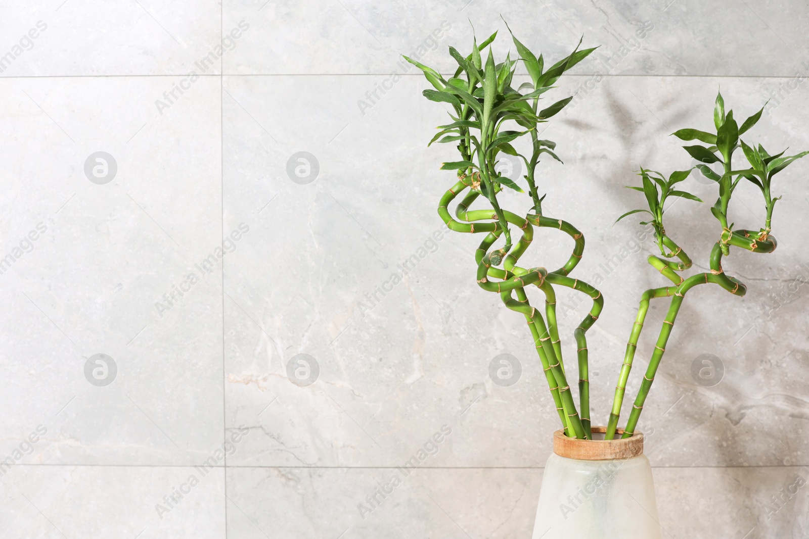 Photo of Decorative bamboo plant in vase near light tiled wall. Space for text