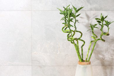 Decorative bamboo plant in vase near light tiled wall. Space for text