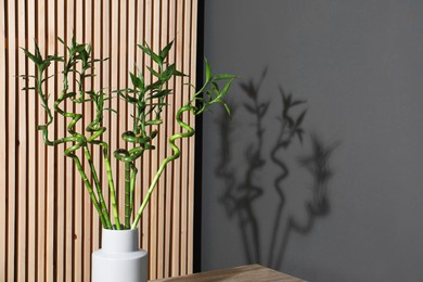 Photo of Decorative bamboo plant in vase against textured wall. Space for text