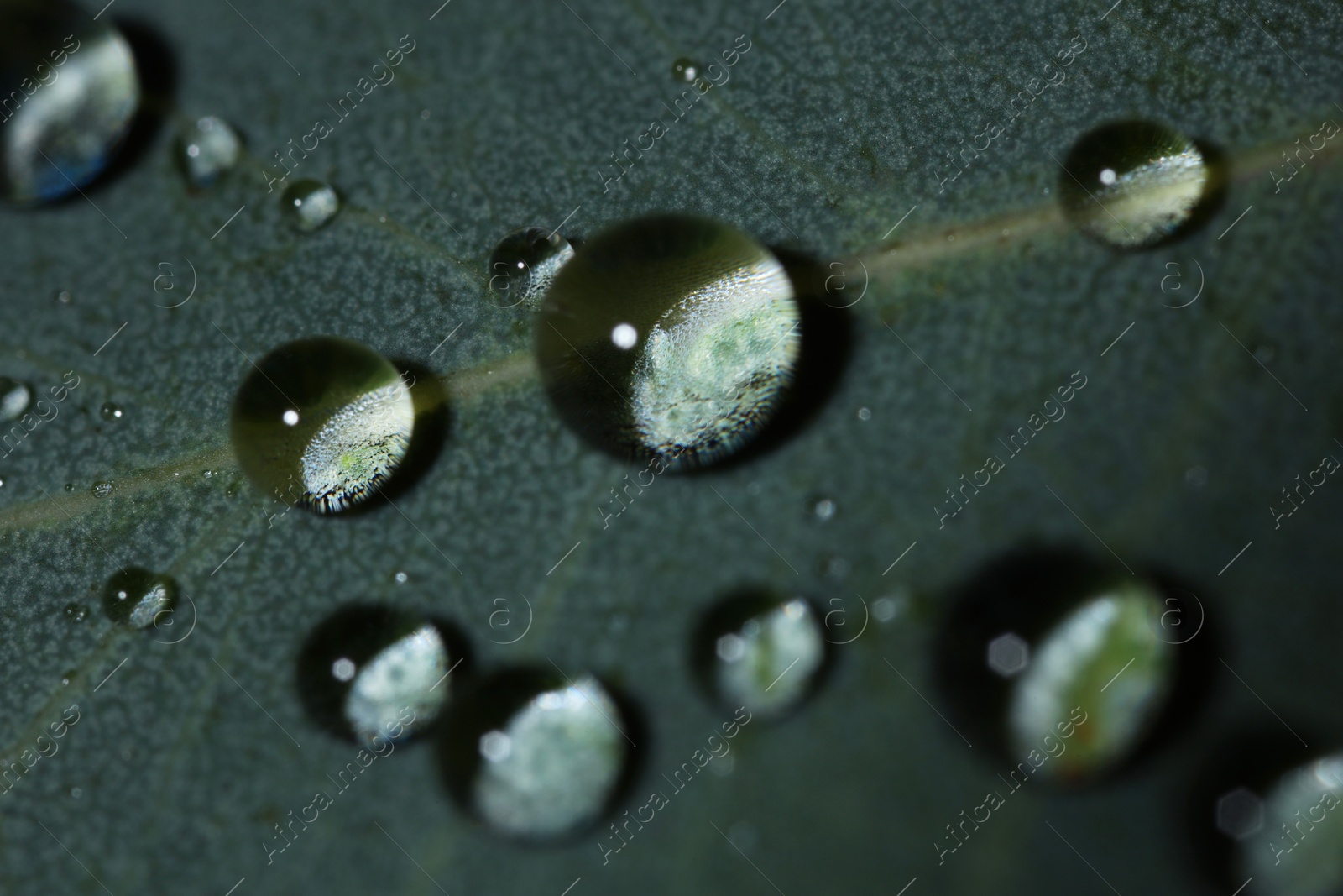 Photo of Green leaf with water drops, macro view