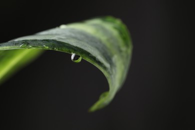 Photo of Plant with water drops on leaf against black background, macro view