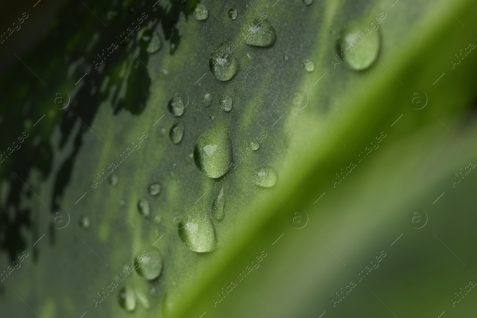 Photo of Plant with water drops on leaf, macro view