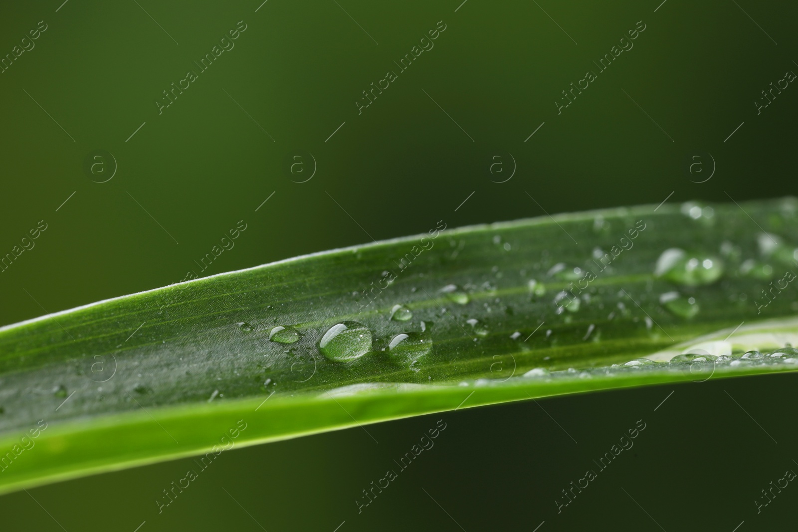 Photo of Plant with water drops on leaf against blurred background, macro view